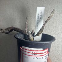 多肉植物,観葉植物,ユーフォルビアの画像