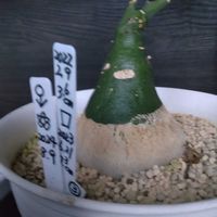 ボンバックス,アデニア・グラウカ,火星人,ガガイモ科の画像