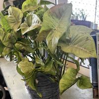 シンゴニウム,クッカバラ,クッカバラ,タマシダ,フィロデンドロンの画像