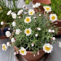 カランコエ,ハナカンザシ,苔(コケ),クスノキ,ＧＳだヨ！全員集合の画像