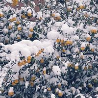 柚子,柚子,ユズ,雪❄,愛犬の画像