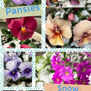 サクラソウ,パンジー,軒の下組〜,ピンクの花,ステキ☆の画像