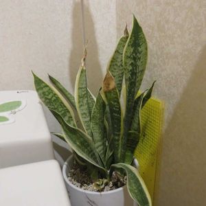 サンスベリア,サンスベリア・コンパクタ,観葉植物,癒し,インテリアグリーンの画像