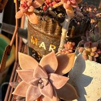 クフェア,ノースポール,ビオラ,プリムラ　ジュリアン,ウィンティー サクラの画像