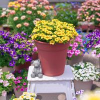 カリブラコア,ミリオンベル,ミリオンベルイエロー,サントリー フラワーズの画像