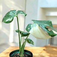 ハイビスカス,モンステラ,ボックスウッド,流木で, ウォールシェルフの画像