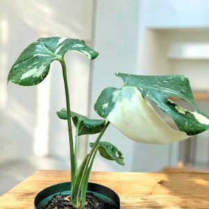 ハイビスカス,モンステラ,ボックスウッド,流木で, ウォールシェルフの画像