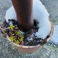 虹の玉,多肉植物,雪国,ニンニン,松田優作の画像