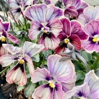 ビオラ,ビオラ,ときめきビオラ,ときめきビオラ シネマティックベイン,鉢植えの画像