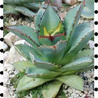アガベ 吉祥冠外斑,吉祥冠,アガベ   ブラックファイヤー,風雷神*散り斑,雷神・黄覆輪の画像