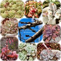 多肉植物,多肉大好き,多肉の蕾,多肉花芽,放置栽培の画像