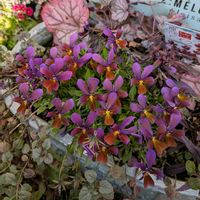 パンジー・ビオラ,ビオラ,ガーデニング,花のある暮らし,おうち園芸の画像