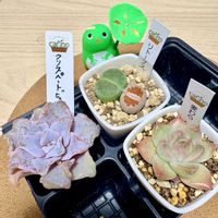 多肉植物,成長が楽しみ,お迎え多肉の画像