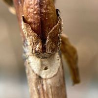 ガクアジサイ,冬芽と葉痕,冬芽葉痕,m.冬芽の画像