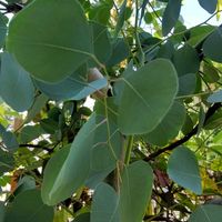 アカンサス,ポトス,ポポラス,８日は葉っぱの発表会の画像