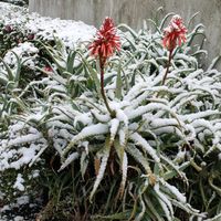 アロエ,水仙,キダチアロエ,アロエの花✨,球根植物の画像
