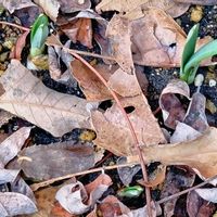 スノードロップ,ニゲラ,リナリア,オルレア,矢車草の画像