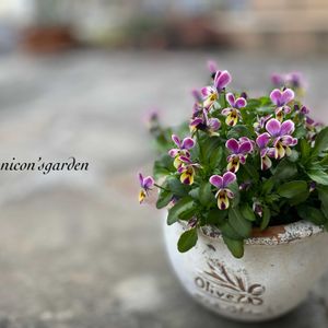 ビオラ,ビオラ レッドラビット,ガーデニング,NO GREEN  NO LIFE,植物中毒の画像