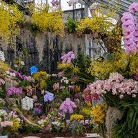 カトレア,コチョウラン,コチョウラン,コチョウラン,デンドロビウムの画像