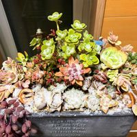 多肉植物,多肉寄せ植え,かわいいな♡,GS日和の画像