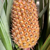 パイナップル,熱帯植物,トロピカルフルーツ,熱帯果樹,家庭菜園の画像