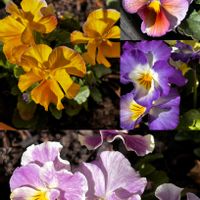 エリカ,ビオラ,ビオラ,ビオラ 江原,ビオラ 江原の画像