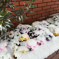 オリーブ,キンカン,シクラメン,プリムラ,プリムラの画像