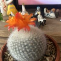 サボテン,雪晃,サボテンの花,マミラリア属,ノトカクタス属の画像