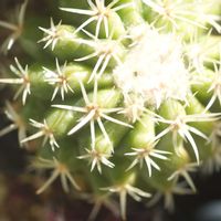 ハオルチア,多肉植物,観葉植物,塊根植物,サボテン科の画像