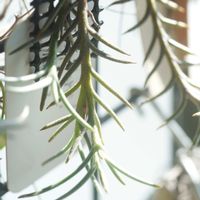 ハオルチア,多肉植物,観葉植物,塊根植物,サボテン科の画像