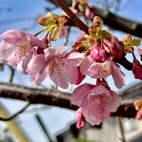 ユキヤナギ,カワズザクラ,野鳥(アオジ),サザンカとメジロ,サザンカの蜜の画像