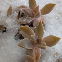 朧月(おぼろづき),多肉植物,雪の日,楽しもう2026♪の画像