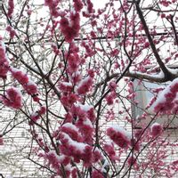 鉢植え,ガーデニング,散策,植え込み,東京にも雪の画像