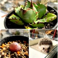 セッコク,コノフィツム・ブルゲリ,アガペ チタノタ,大淀川・川畔,ハリボーの画像