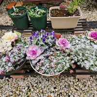 鉢植え,明るい日陰,プランター,ガーデニング初心者,園芸初心者の画像