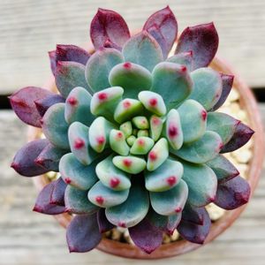 ブルーエルフ,多肉植物,子株,鉢植え,ダイソーの画像