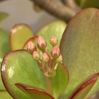 金のなる木,多肉植物,多肉寄せ植え,多肉植物のある暮らし,多肉女子の画像