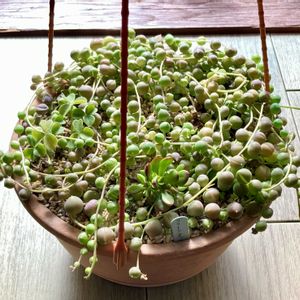 放置,吊り鉢,庭の画像