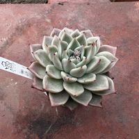 凛恋,多肉植物,多肉棚,多肉のある暮らし,多肉女子の画像