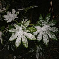 サザンカ,サザンカ,ハボタン,バラ,ヤツデの画像