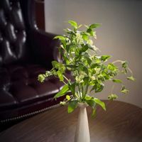 ブプレリウム,アルストロメリア・ジェイド,花器,花のある暮らしの画像