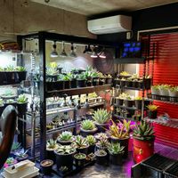 アガベ,アガベ 屈原の舞扇,アガベ　笹の雪,アガベ オバティフォリア,アガベ アリゾニカの画像