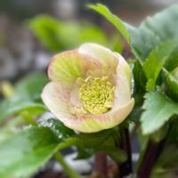 クリスマスローズ,クリスマスローズ　ウインターシンフォニー,ナチュラルガーデン,ジャンクガーデン,シェードガーデンの画像