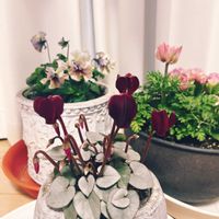 シクラメン スノーショコラ,アネモネ　momo,ガーデニング,花のある暮らしの画像