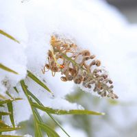 グレビレア,グレビレア ピーチズ&クリーム,オージー・プランツの画像