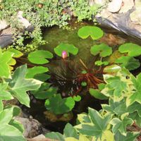 アイビー,熱帯スイレン,熱帯スイレン,オオゴマダラ,斑入りのシェフレラの画像