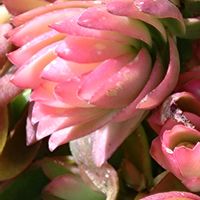 火祭り,火祭り,火祭り,我が家の多肉の画像