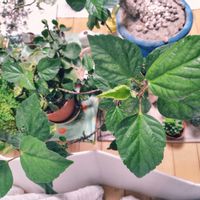 アジアンタム,ハイビスカス,ペペロミア,ペペロミア グラベラ,リビング・ダイニングの画像