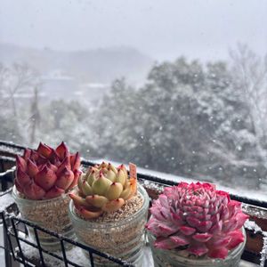 多肉植物,ベランダガーデニング,花のある暮らし,no green no life,雪❄の画像