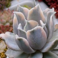 リラシナ錦,多肉植物,葉挿し,リメ缶,多肉寄せ植えの画像